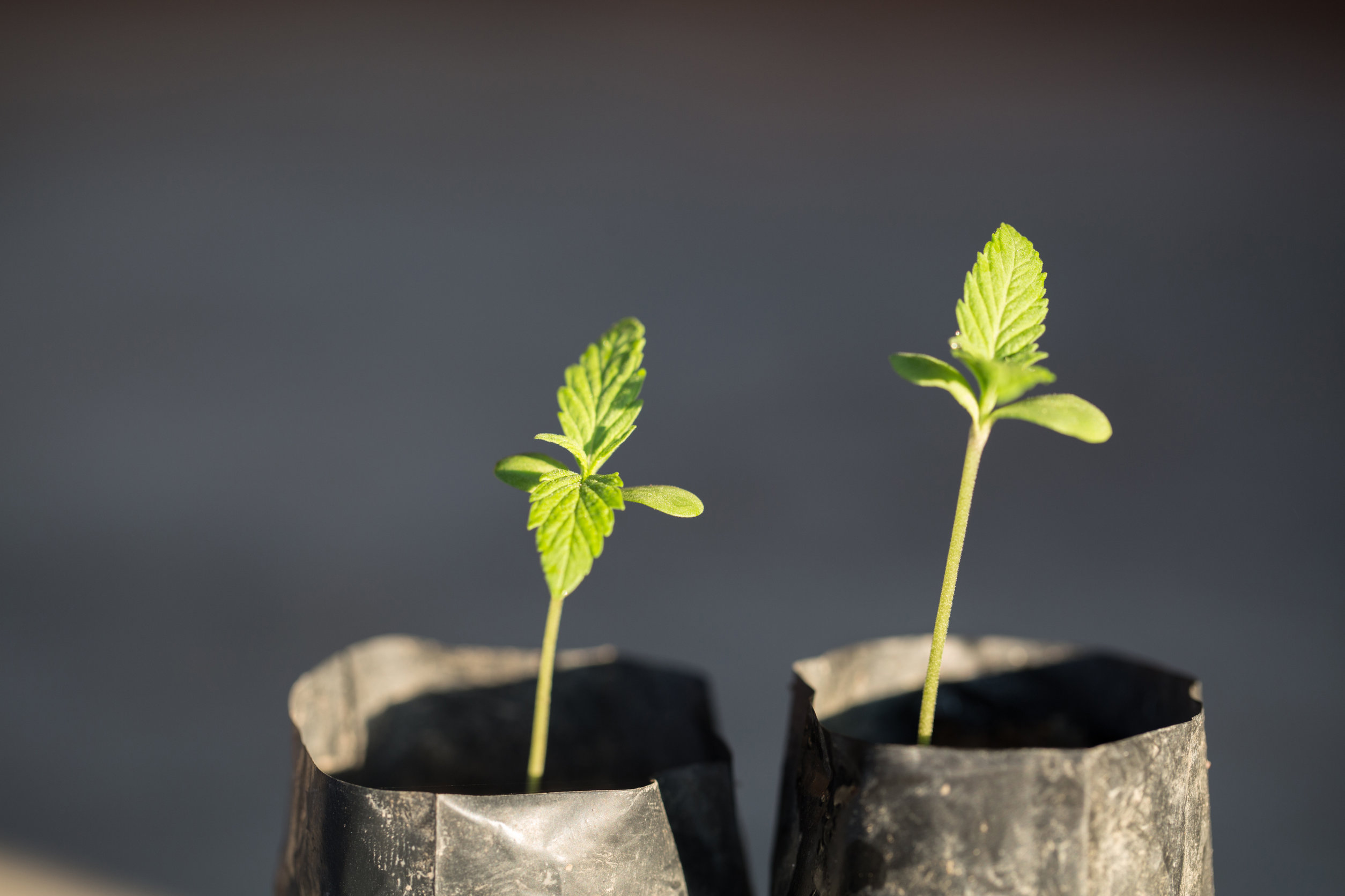 Hemp Seedlings